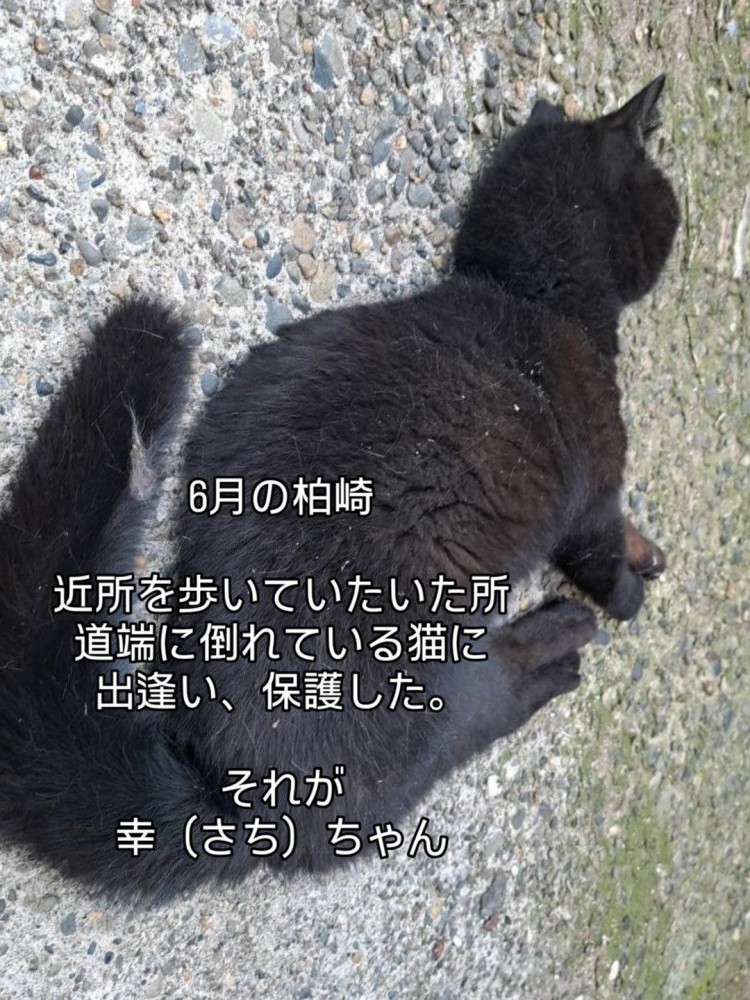 倒れている猫