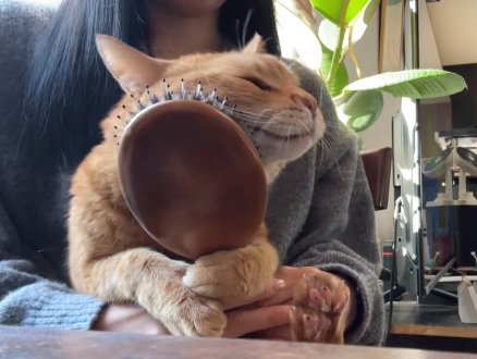 飼い主の膝の上でブラシに右頬をこすりつける猫