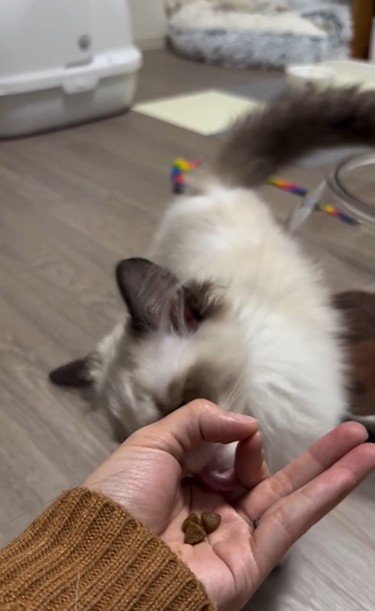 手のひらの上におやつを乗せた人とおやつを食べようとしている猫