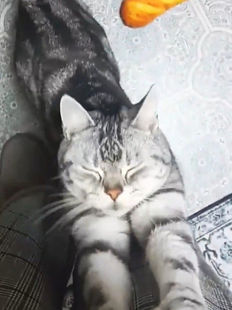 まばたきしながら足にじゃれつく猫