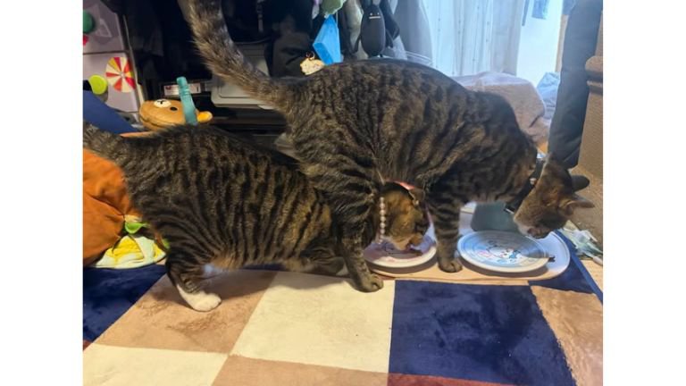 おやつを食べている猫たち