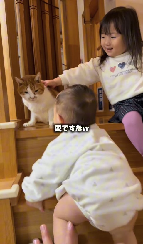 階段を登っている赤ちゃんに見つめられている猫を触っている女の子
