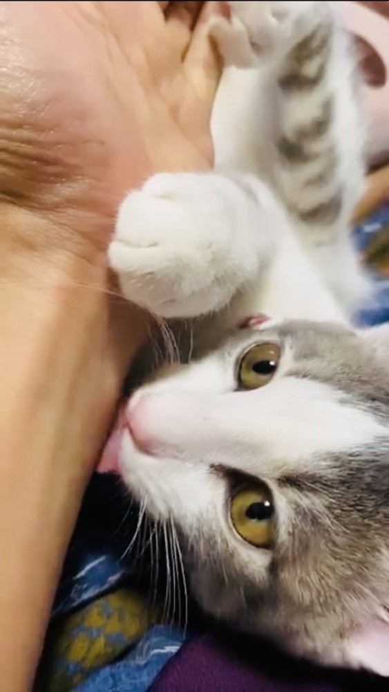 パパの腕を舐める三毛猫