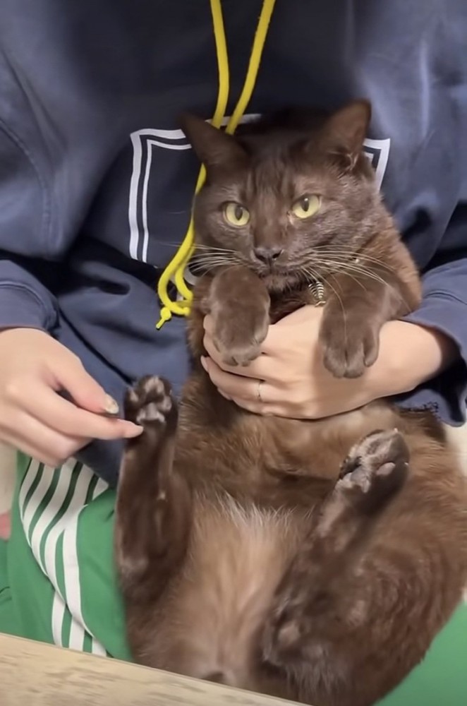 飼い主に肉球をこそばされる保護猫
