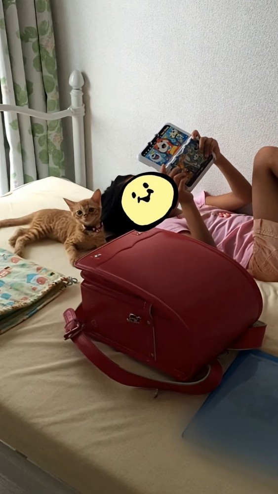 ゲームをする女の子と子猫