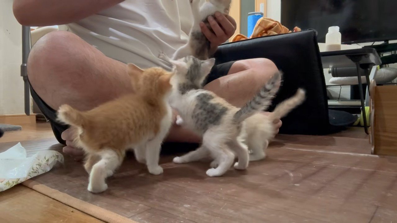 抱き上げられた1匹の子猫と飼い主さんの足元にいる3匹の子猫