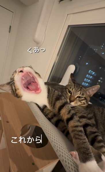 窓際で寝ている2匹の猫