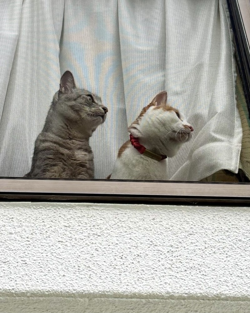 一緒に窓の右側を見つめる茶白猫とキジトラ猫