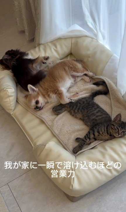 ベッドで寝る犬と猫