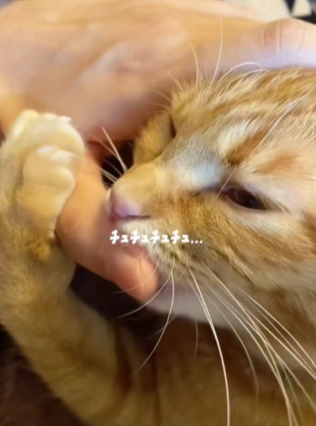 飼い主の指と猫