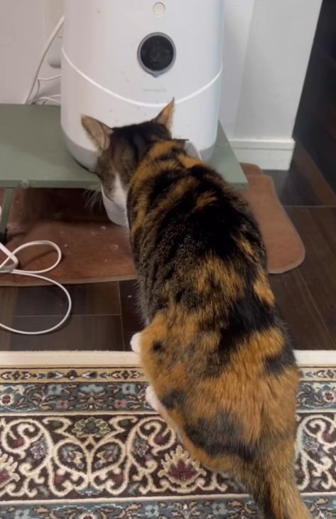 ごはんを食べ始める三毛猫