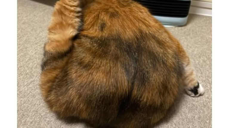 毛づくろいしている猫