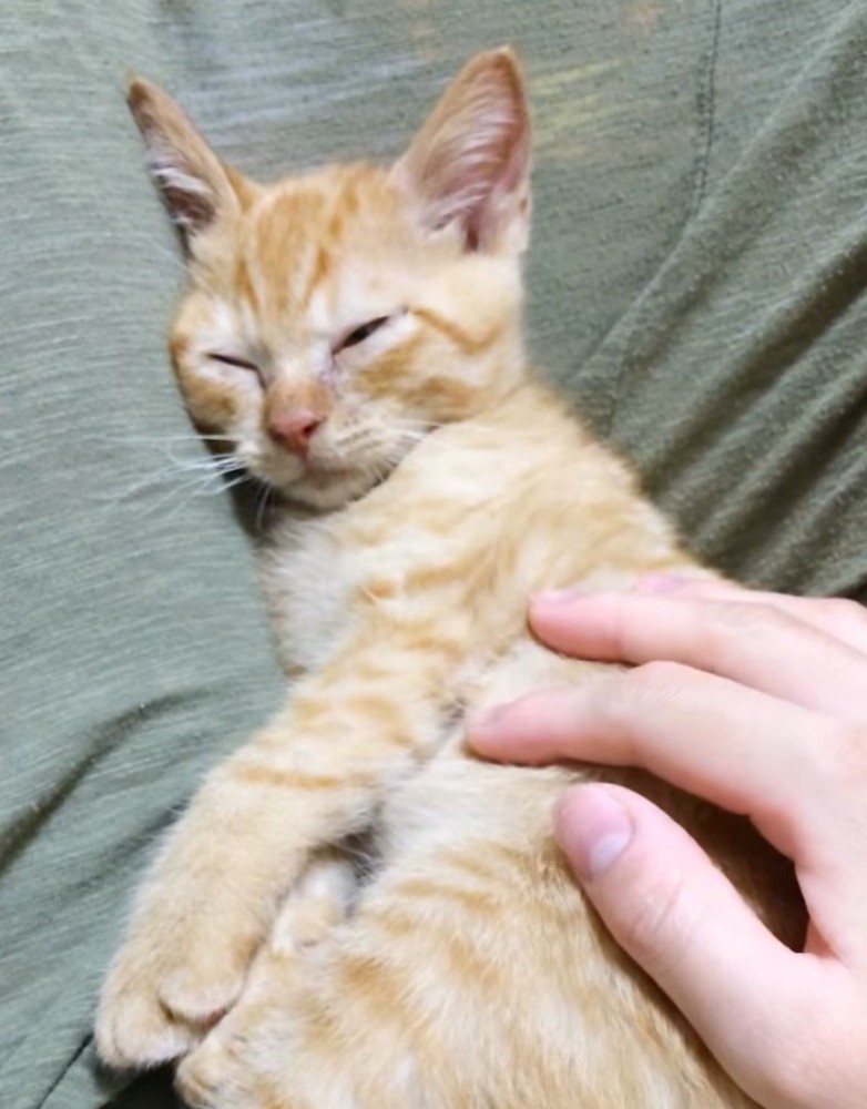 ぐっすりと眠る子猫の顔