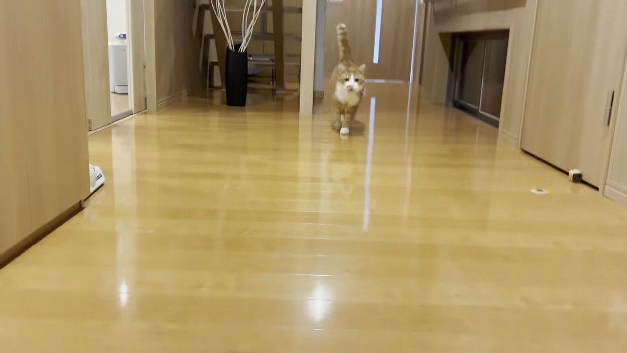 駆けてくる姿