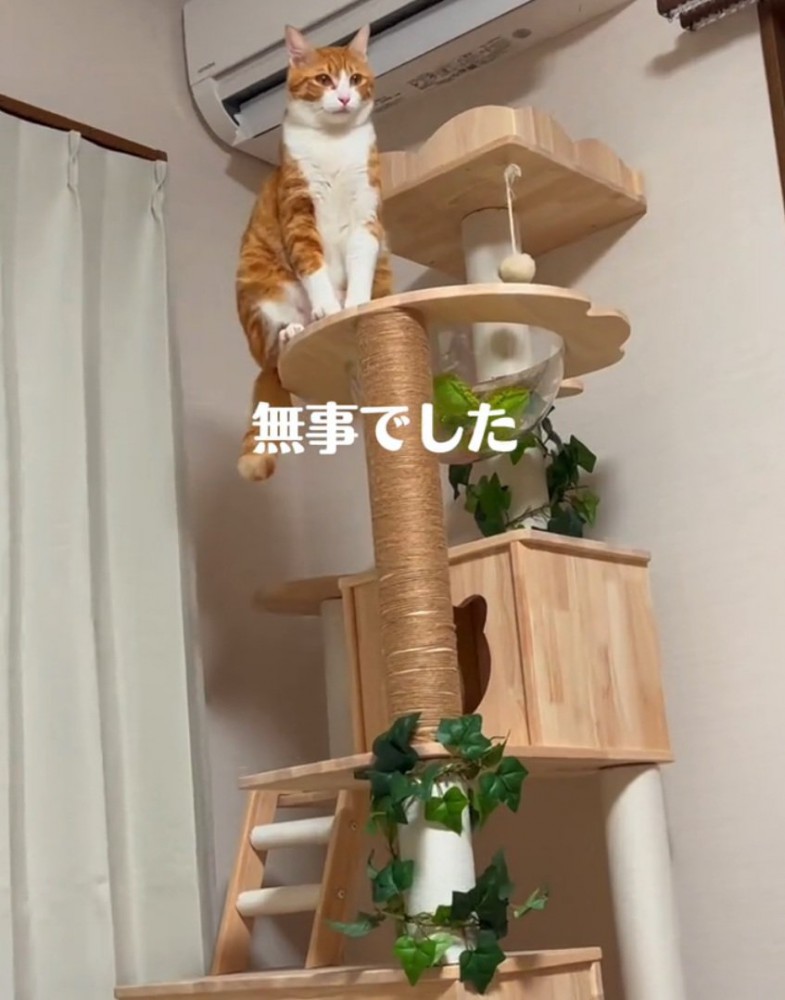 キャットタワーで座る猫