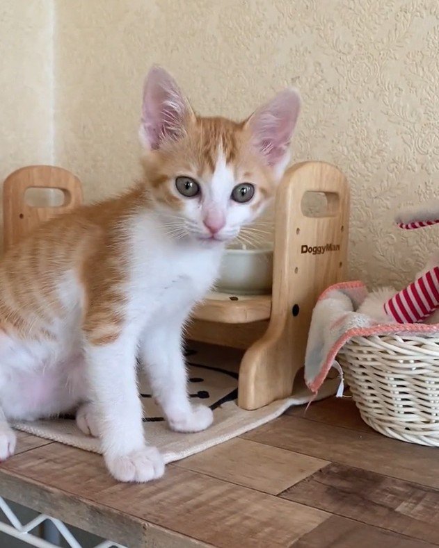 棚の上にいる茶白猫