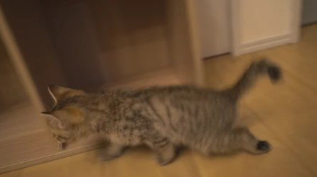 足を引きずっている猫