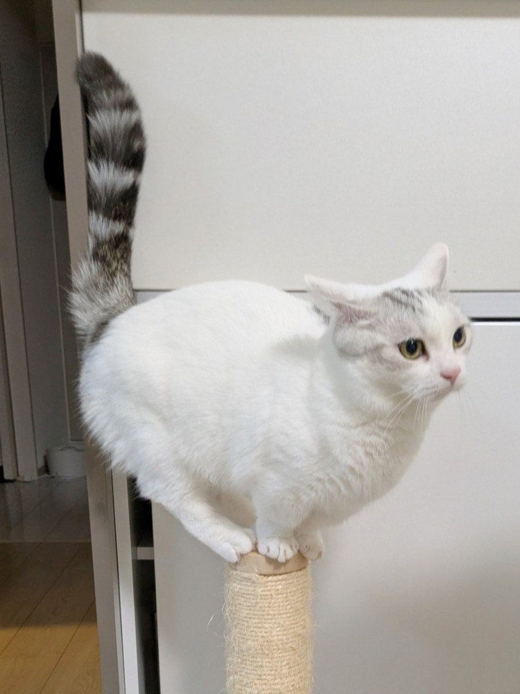 爪とぎポールのてっぺんで得意げに胸を張る猫の姿