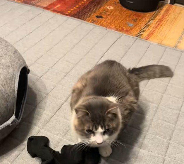 ひとりで遊ぶ猫