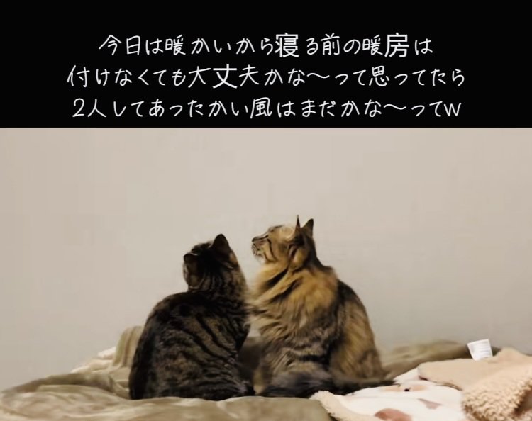 エアコンを見つめる2匹のキジトラ猫