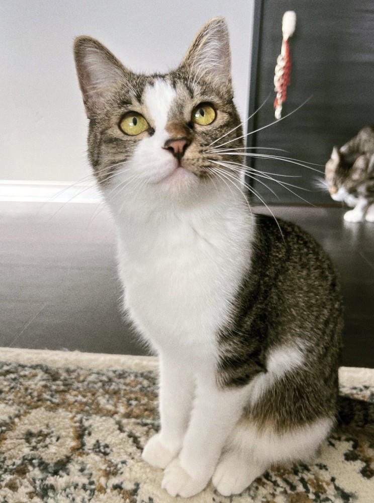 飼い主を見上げる夏毛の猫