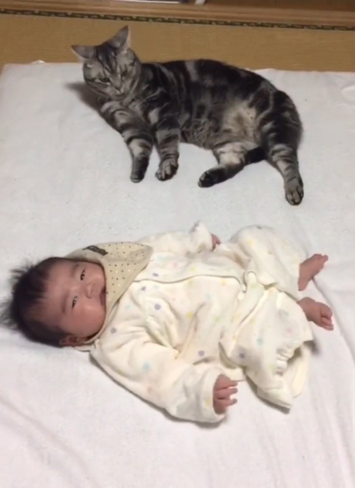 隣に横になる猫