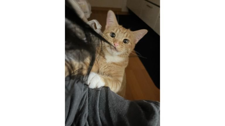 髪の毛を引っ張っていた猫