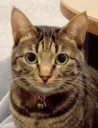 猫の顔のアップ