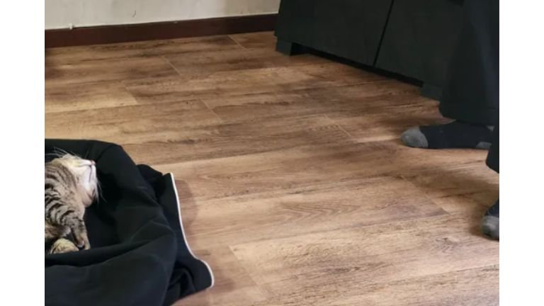 制服で寝転ぶ猫