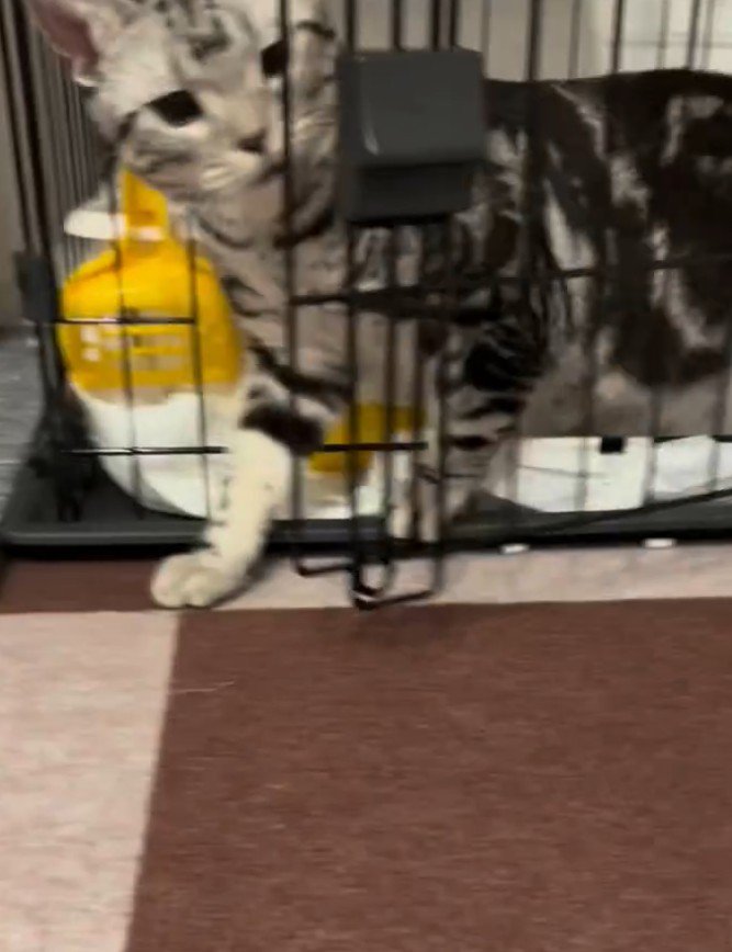 ケージから飛び出す猫