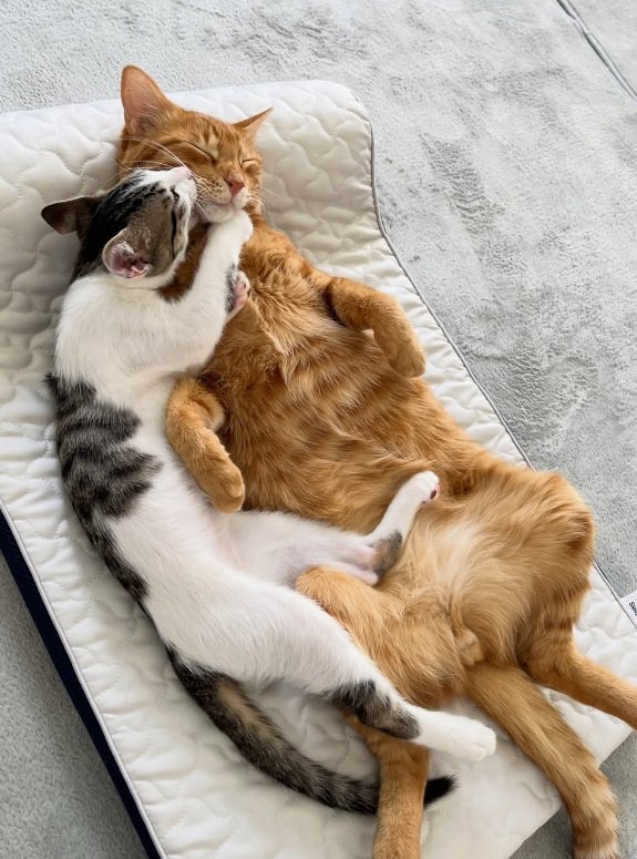 抱き着く猫