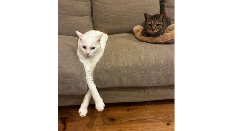 ソファーにいる猫たち