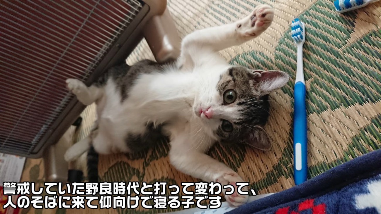 前足を広げて仰向けになる子猫