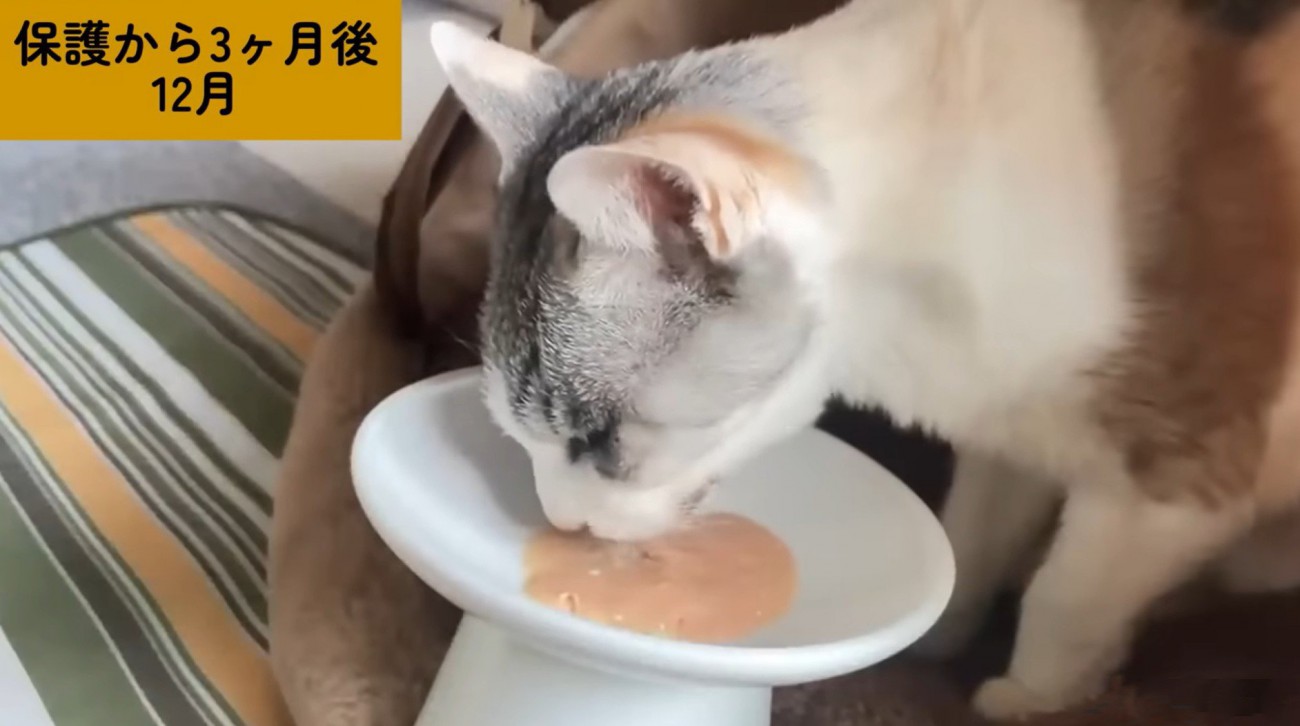 ちゅーるに投薬