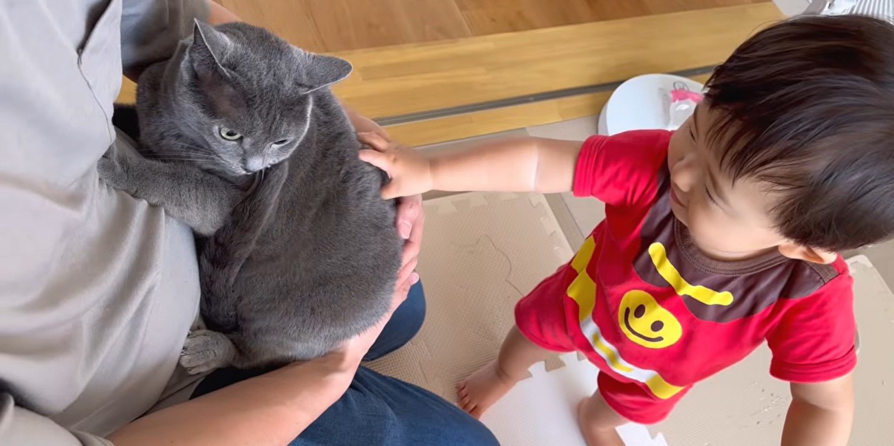 人に抱かれている猫と触っている子ども