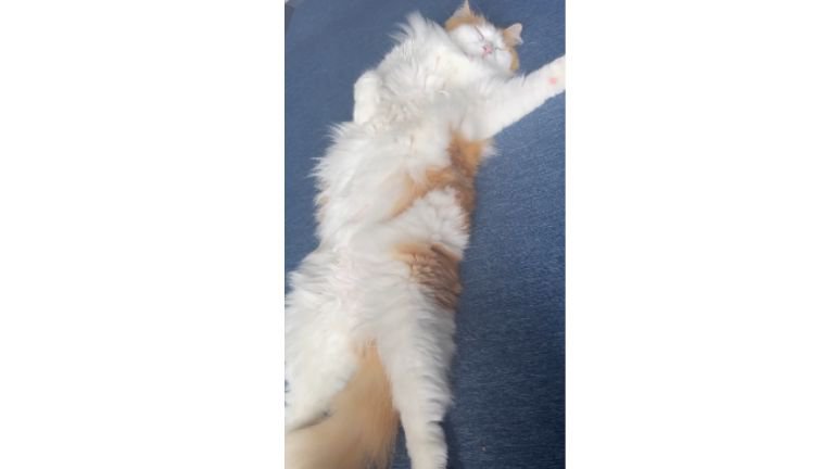 ヘソ天している猫