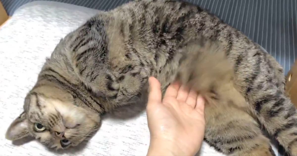 寝ている猫