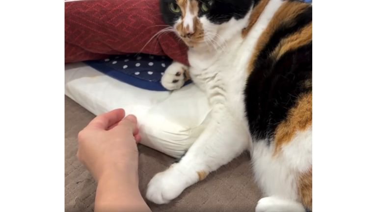 寝ている猫