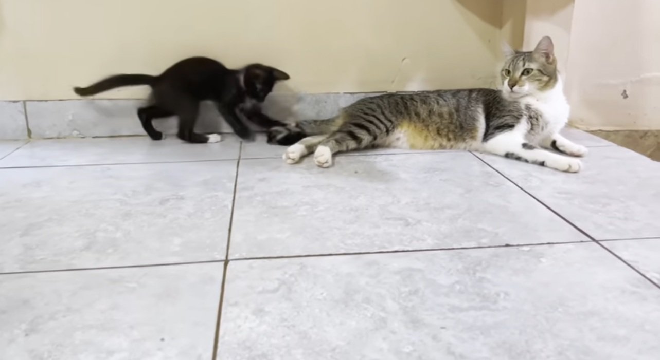 猫に尻尾で遊んでもらう白黒の子猫