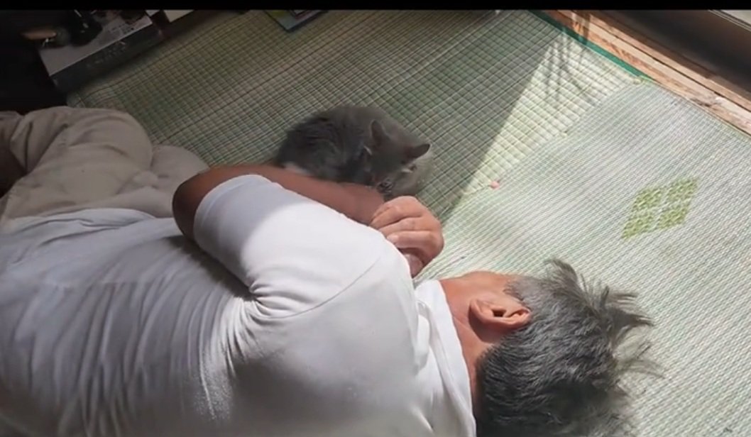 じゃれる猫