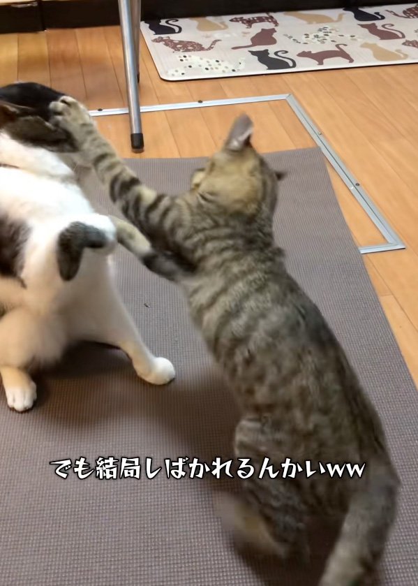 飛びつく猫