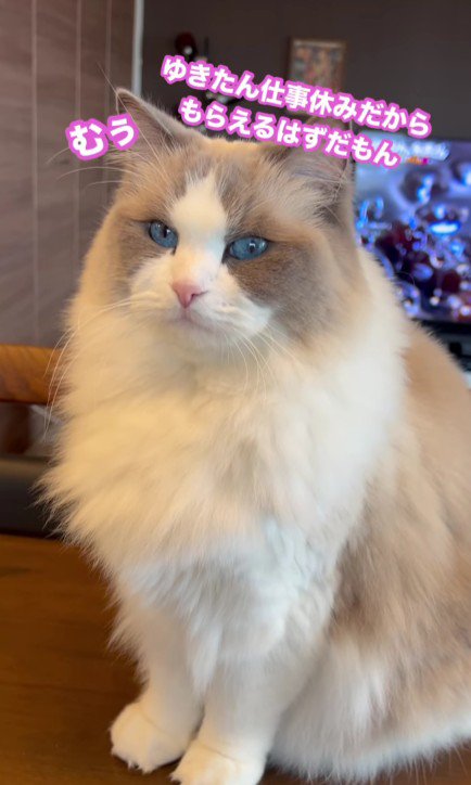 テーブルの上の猫