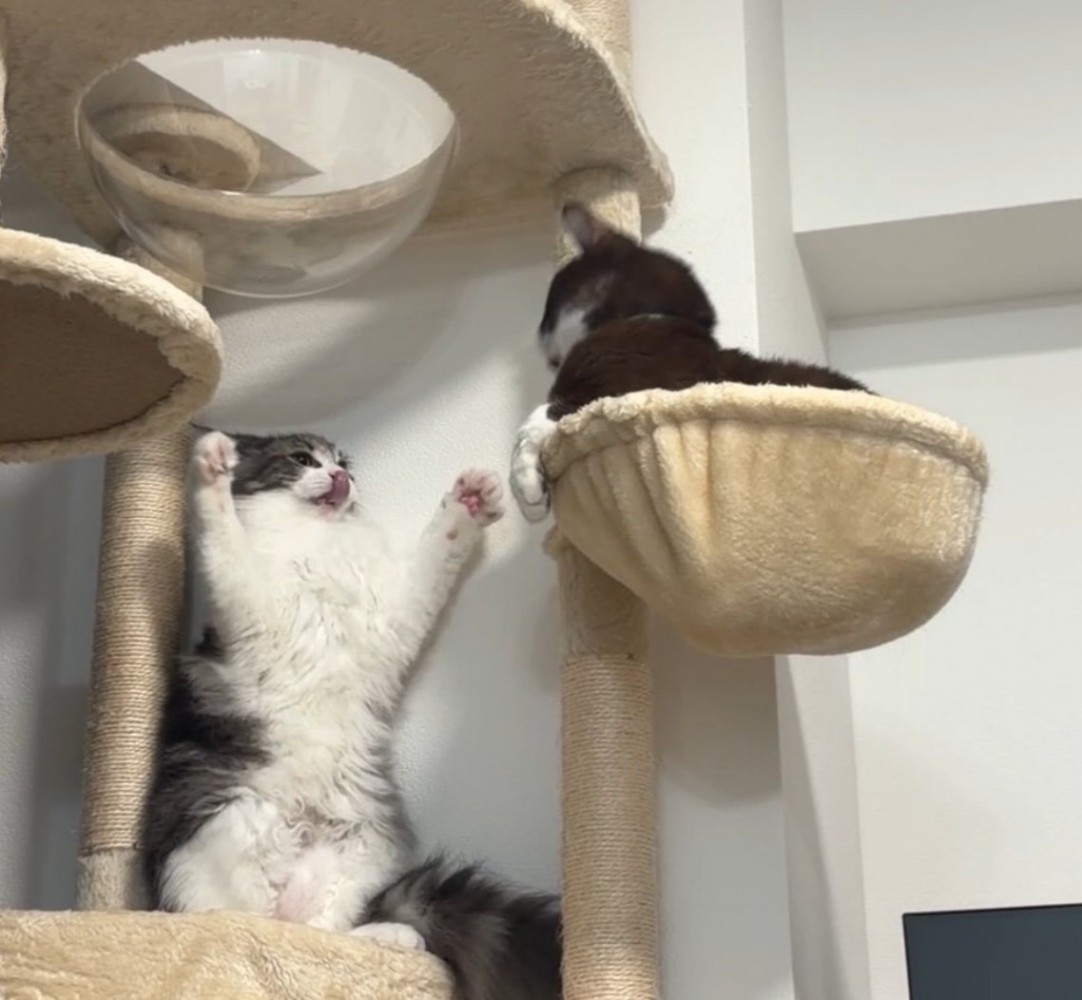 威嚇する猫と見つめる猫3