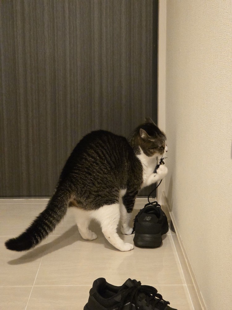 手に靴紐をひっかけて遊ぶ猫の後ろ姿
