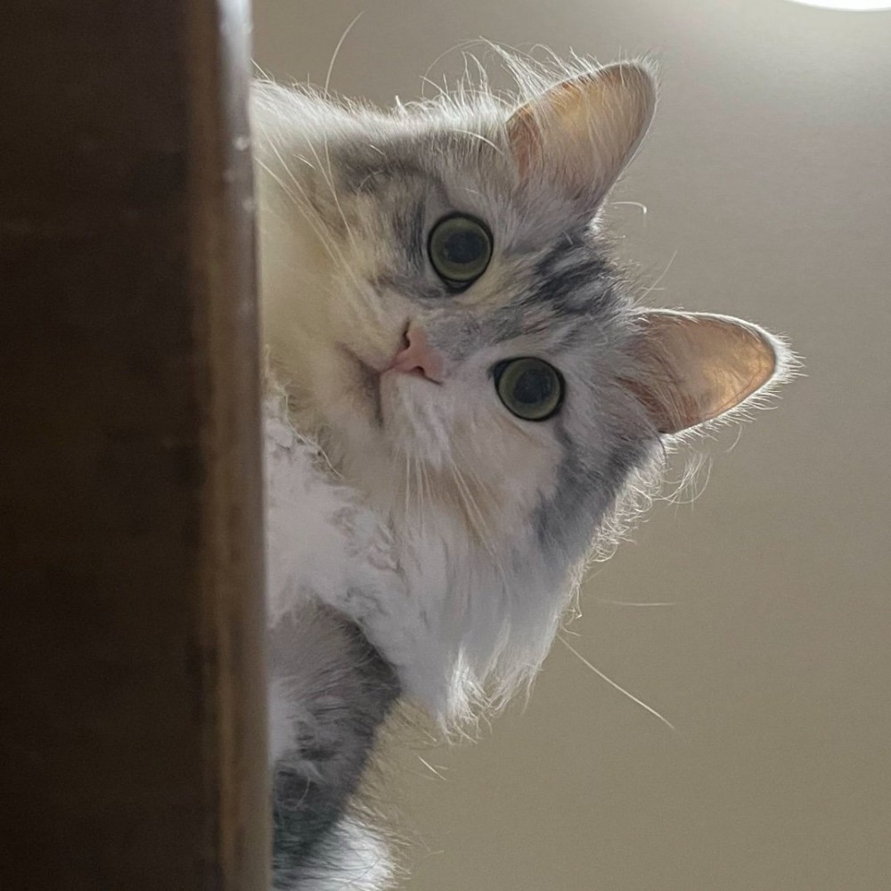 上から見つめる猫