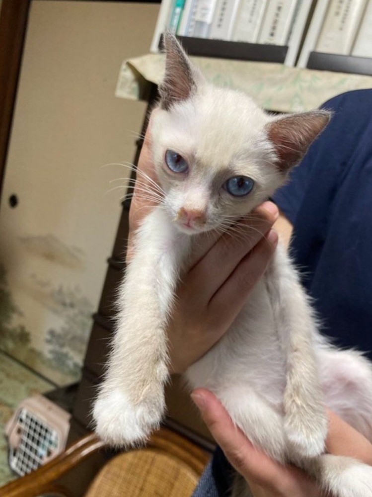 白い子猫