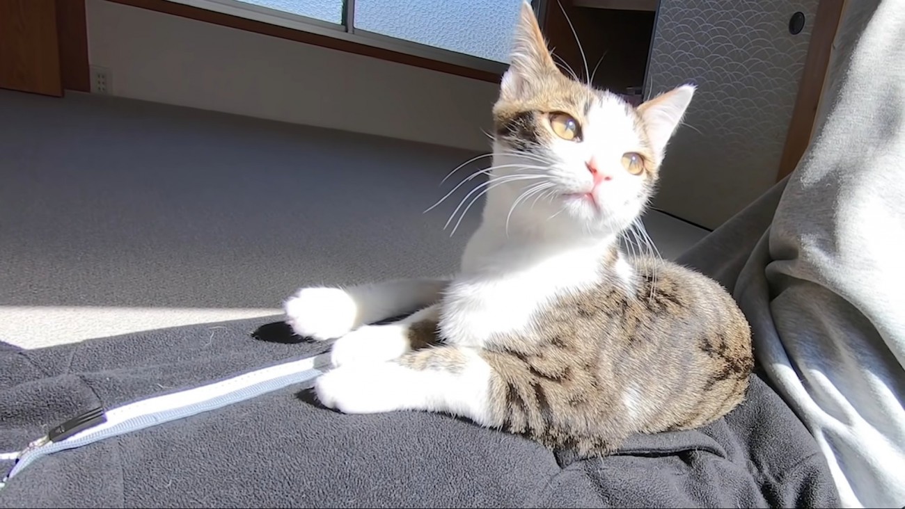 パパさんのお腹の上でひなたぼっこする猫ちゃん