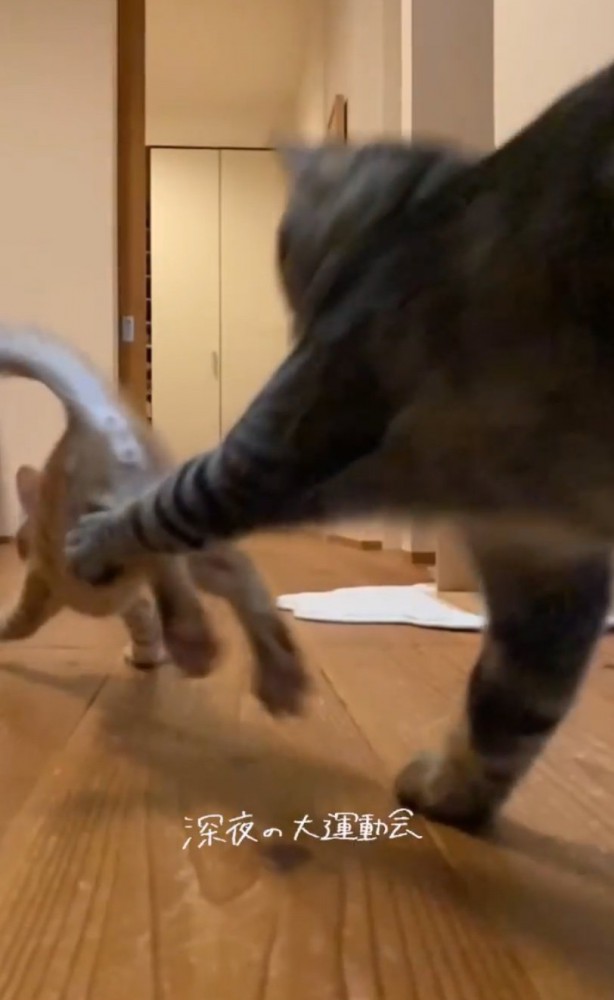 追いかけっこする2匹2