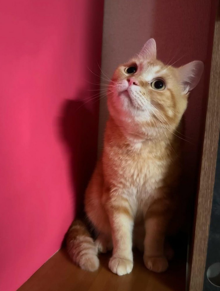 見上げる茶トラ