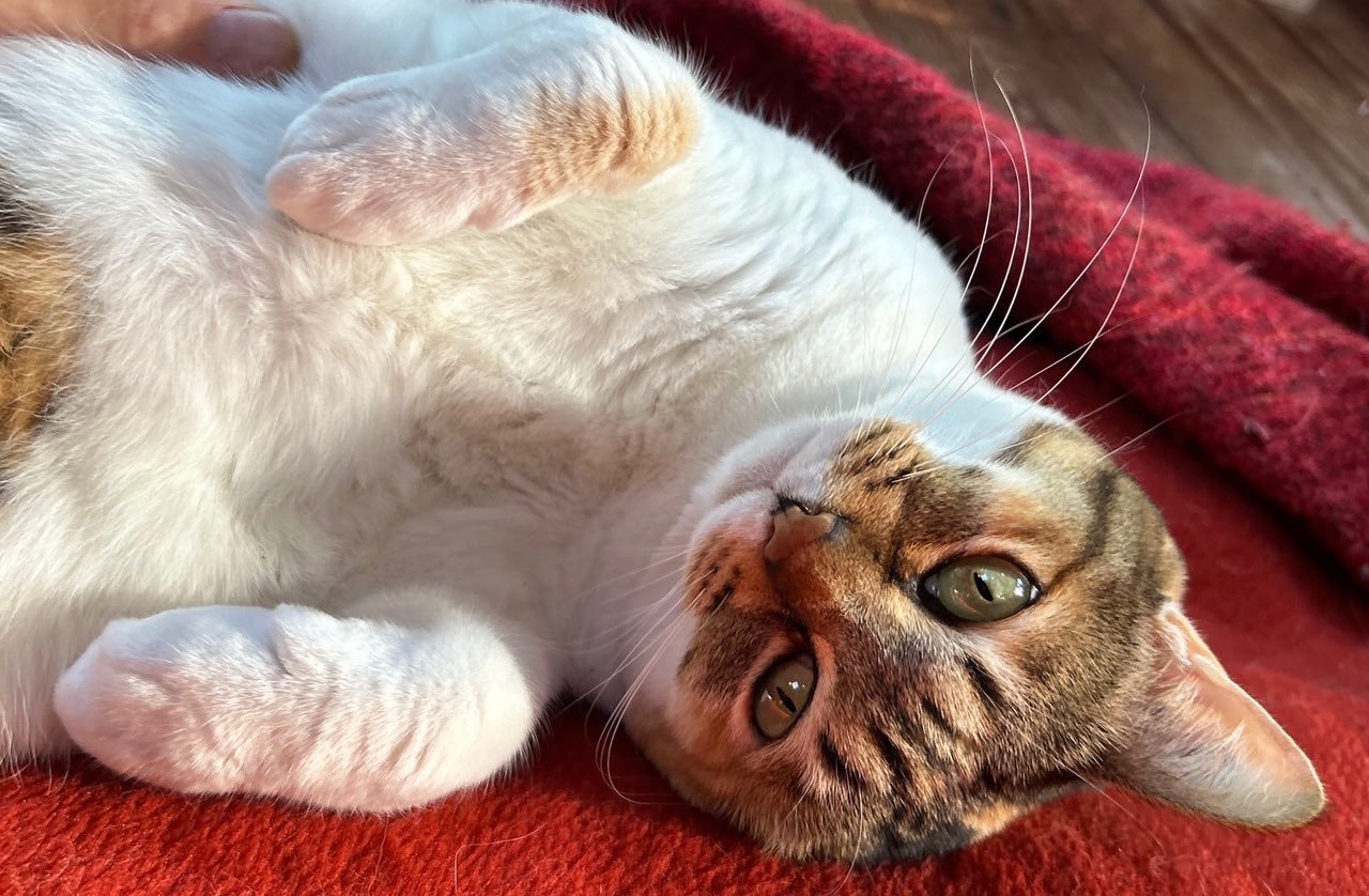 寝転んでいる人懐っこい三毛猫